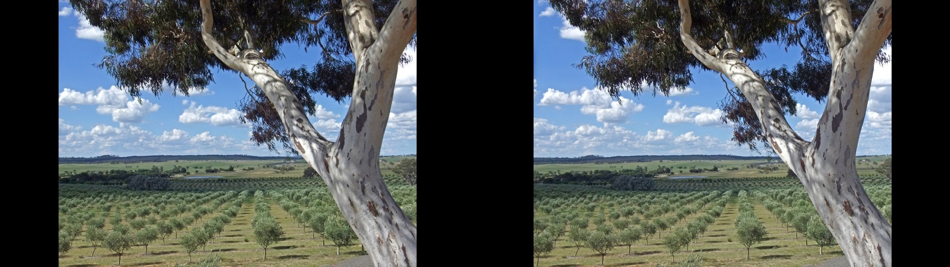 Young Olive Grove